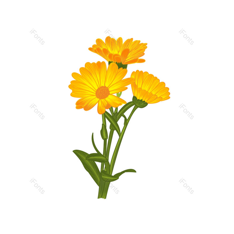菊花图片,秋天元素,素材PNG,春季免抠素材